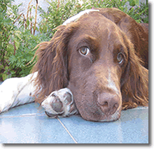Etología canina: Las Terapias de conducta