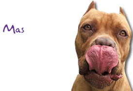 PORTALDOG.COM mas info para los amantes de los perros