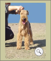 Groucho: Airedale Terrier - criadero O´grady Airedales