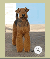 Lennon: Airedale Terrier - criadero O´grady Airedales